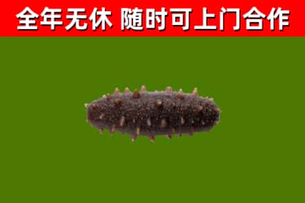 大城烟酒回收干海参.jpg